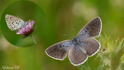 Görsel 9: Büyük Korubeni - Phengaris arion (Linnaeus, 1758) - EN – Tehlikede