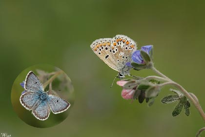 Görsel 7: Çokgözlü Balkanmavisi - Polyommatus anteros (Freyer, 1838) - NT - Tehdite Yakın