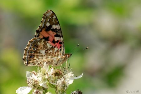 Vanessa cardui Kanat Altı