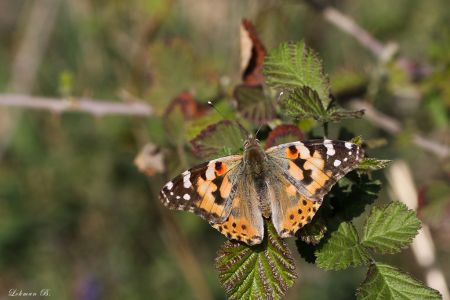 Vanessa cardui Kanat Üstü