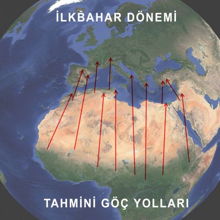 Görsel 5: Vanessa cardui ilkbahar dönemi tahmini göç yolları.