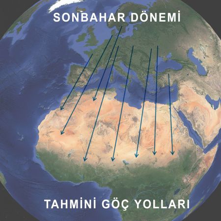 Görsel 4: Vanessa cardui sonbahar dönemi tahmini göç yolları.