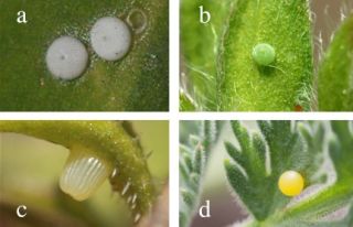 Şekil 7. Kelebeklere ait farklı yumurta şekilleri (a: P.arion ve b: Callophrys rubi (Lycaenidae), c: Issoria lathonia (Argynnidae), d: Papilio machaon (Papilionidae))