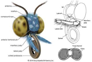 Şekil 3. Lepidoptera baş yapısı (Britannica, 2014)