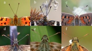 Şekil 4. Kelebeklerde anten tipleri (a: Argynnidae, b: Papilionidae, c: Lycaenidae, d,e,f: Hesperiidae)
