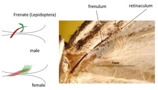 BağlantıŞekil 5. Kelebeklerde kanat kilit sistemi (frenulum yapısı) (Abudawood, 2022).