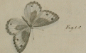 Bonelli (1826: 177-179, 187, pl. II şek. 1) [www.biodiversitylibrary.org'da telif hakkı içermeyen taramalardan sonra]