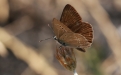 Anormal Çokgözlü - Polyommatus (Agrodiaetus) admetus