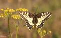 Kırlangıçkuyruk (Papilio machaon) Kanat Üstü