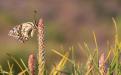 Kırlangıçkuyruk (Papilio machaon) Kanat Altı