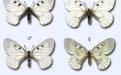 mnemosyne-lepidoptera.eu